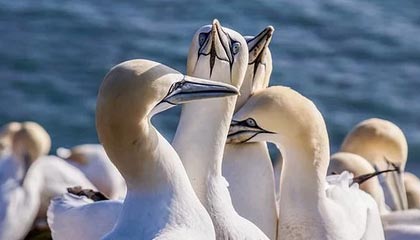 xfplay5566色资源网站：开启你的极致观影之旅