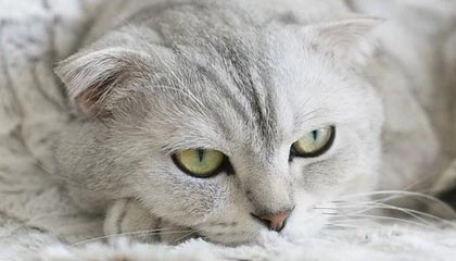 樱花动漫官网官方进入电脑版入口：畅享大屏观影的新境界