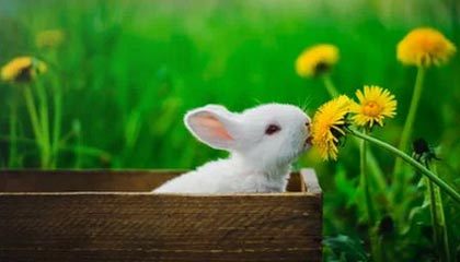 今日头条邮币卡：以内容驱动的收藏与投资新体验